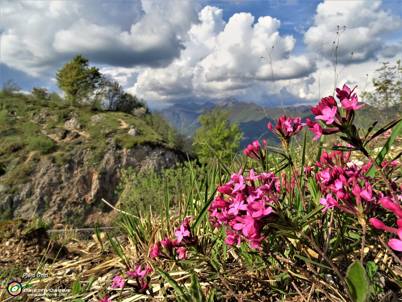 39 Daphne cneorum (Cneoro-dafne odorosa) con vista in Alben ricoperto da nuvole.JPG